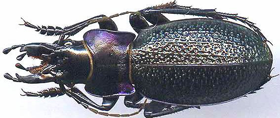 http://www.gorodinski.ru/carabus/Cratocephalus solskyi.jpg